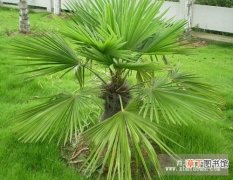 【植物】棕榈科植物栽培与养护有哪些？