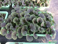 【阳台】春季里适合的阳台盆栽蔬菜品种有哪些？