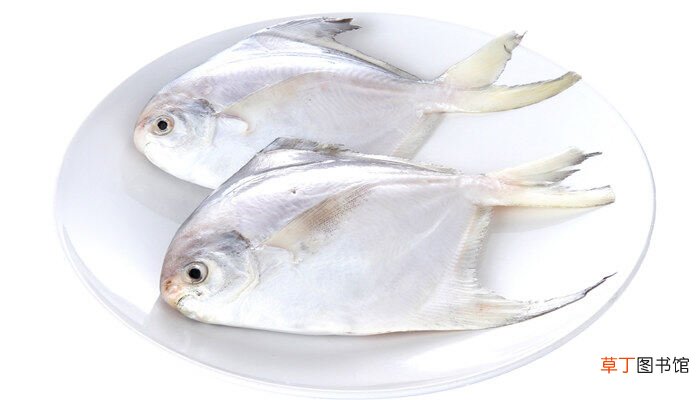 【种类】咸水鱼有哪些品种 咸淡水鱼种类大全