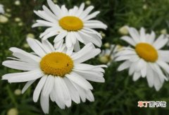 【花】白菊花图片大图！白菊花图片高清大图！