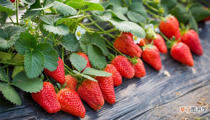 【种植方法】草莓的种植 草莓的种植方法