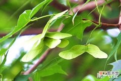 【常见】元宝枫常见病虫害及其防治有哪些？