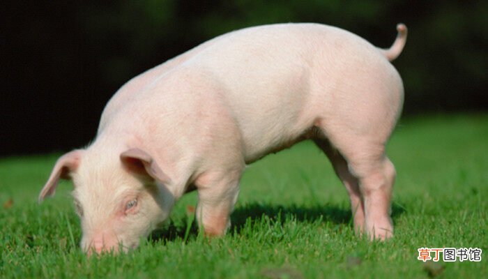 【花卉大全】怎样喂猪长得快 如何喂猪长得快