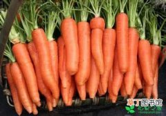 【萝卜】胡萝卜高产方法有哪些？
