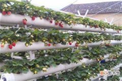 【无土栽培】家庭无土栽培草莓的养殖方法有哪些？