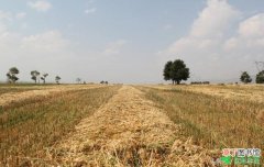 【种植】莜麦旱作标准化种植技术要点有哪些？