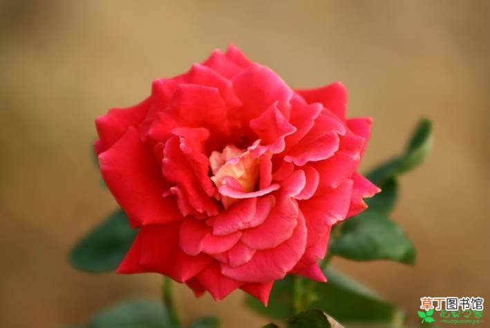 【玫瑰】盆栽玫瑰的种植方法和注意事项有哪些？