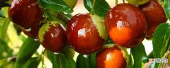 【品种】优质枣树品种 优质枣树品种有哪些