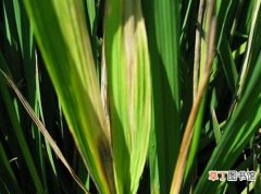 【水稻】水稻条纹叶枯病有哪些？