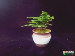 【文竹】掌上盆栽，这么可爱的文竹你想知道养护方法有哪些？