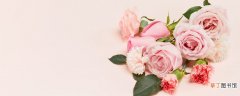 【寓意】粉玫瑰的寓意 粉玫瑰象征着什么
