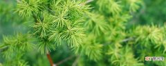 【松树】松树为什么一年四季都是绿色的 松树为啥一年四季都是绿色的