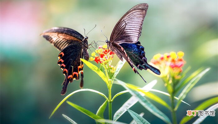 【吃】蝴蝶吃什么东西作为食物 蝴蝶吃啥东西作为食物