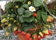 【开花】草莓苗开花了用授粉吗有哪些注意事项？