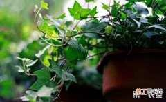 【常见】7种室内常见盆栽植物的养护方法介绍有哪些？