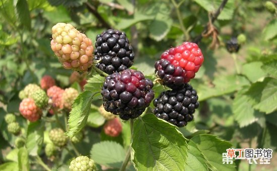 【栽培】美国黑莓栽培技术要点有哪些？