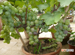 【葡萄】盆栽葡萄培养方法有哪些？