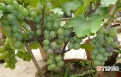 【葡萄】盆栽葡萄种植方法有哪些？