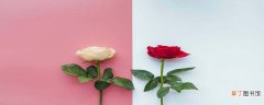 【月季】玫瑰月季怎么区分 如何辨别玫瑰和月季