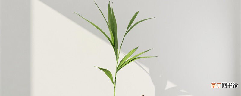 【养殖方法】姬翠竹的养殖方法和注意事项 姬翠竹养殖方法和注意事项