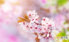 【花】樱花的栽培技术要点有哪些？