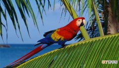【品种】红色鹦鹉是什么品种 红色鹦鹉的品种
