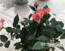 【玫瑰花】玫瑰花的施肥要求有哪些？