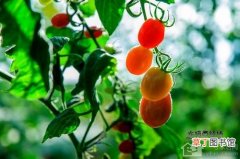 【水培】西红柿水培方法有哪些？