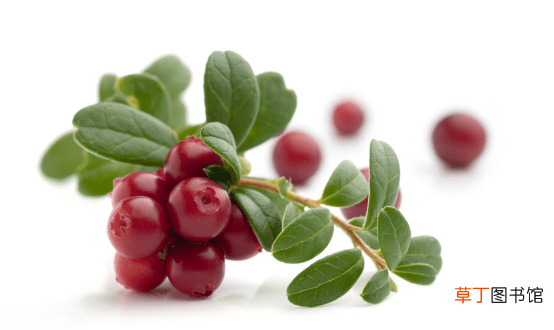 【蔓越莓】蔓越莓对月经的影响有哪些？