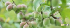 【品种】八月十五熟的桃品种 八月十五熟的桃品种有哪些
