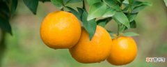 【生长】甜橙生长发育适宜温度是多少 甜橙的生长适应温度