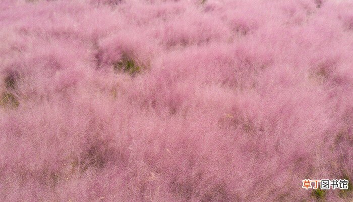 【花卉大全】黛子草的全名是什么 黛子草的全称是什么
