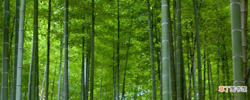 【生长】竹子的生长环境 竹子的生长环境是怎样的