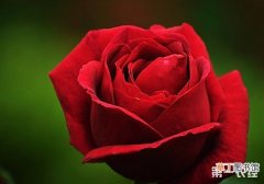 【月季】玫瑰和月季快速区分方法有哪些？