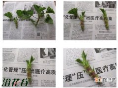 【扦插】天竺葵的顶芽扦插方法有哪些？