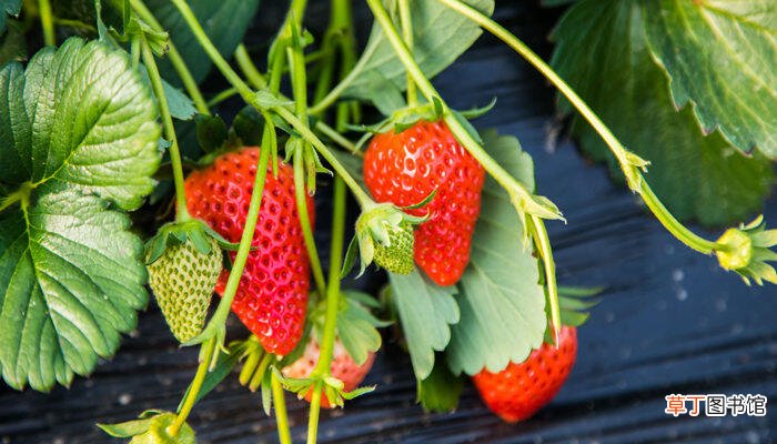 【草莓】种植过程种草莓需要补钙吗 草莓苗缺钙严重会怎么样