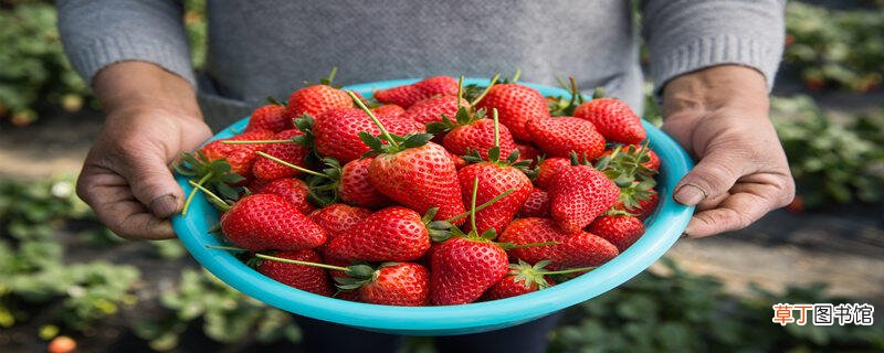 【草莓】种植过程种草莓需要补钙吗 草莓苗缺钙严重会怎么样