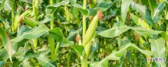 【玉米】锈病对玉米的影响 锈病对玉米的影响是什么