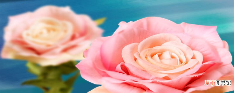 【颜色】卡布奇诺玫瑰是染色的吗 卡布奇诺是什么颜色是染色的吗