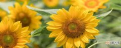 【花】向日葵花的介绍与特点 向日葵花的特点和特征