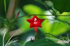 【茑萝】五角星花和茑萝是同一品种吗有哪些区别？