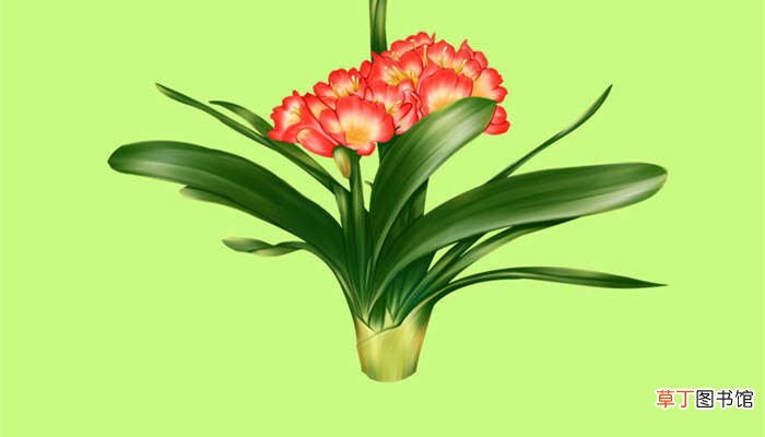 【花卉】石蒜科花卉有哪些 石蒜科花卉的分类