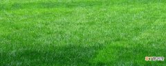 【草坪】绿化草坪种类 绿化草坪种类有什么