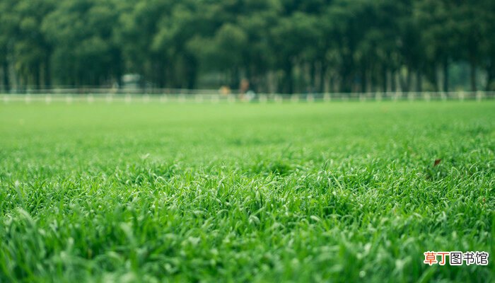 【草坪】绿化草坪种类 绿化草坪种类有什么