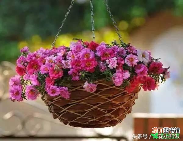 【花】吊起来养比吊兰美10倍的花卉有哪些？