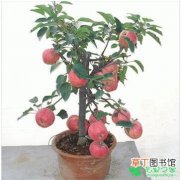 【苹果】盆栽苹果的养护管理有哪些？