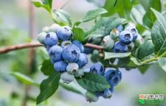 【蓝莓】崂山蓝莓口感有哪些？