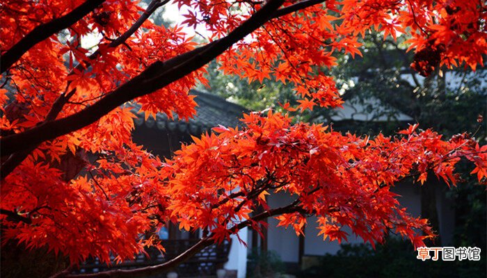 【冬天】红枫冬天落叶吗 红枫树冬天落叶吗