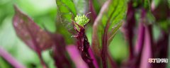 【种植】十月红菜苔种植技术 十月份如何种植红菜苔