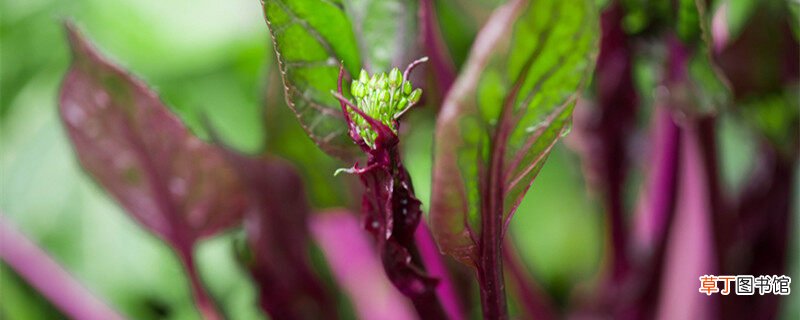 【种植】十月红菜苔种植技术 十月份如何种植红菜苔